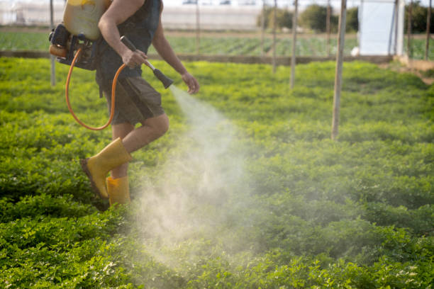 Best Wasp Removal Services  in Fort Denaud, FL