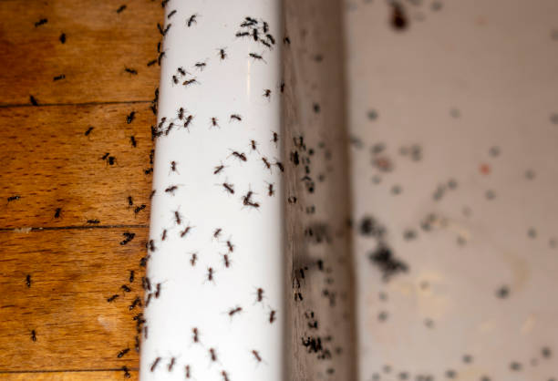 Best Affordable Pest Control Services  in Fort Denaud, FL