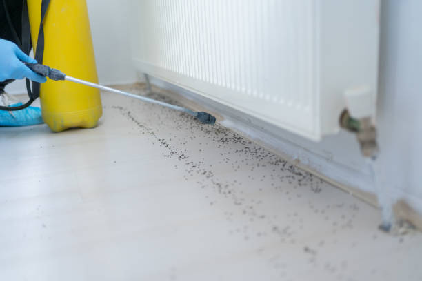 Professional Pest Control in Fort Denaud, FL